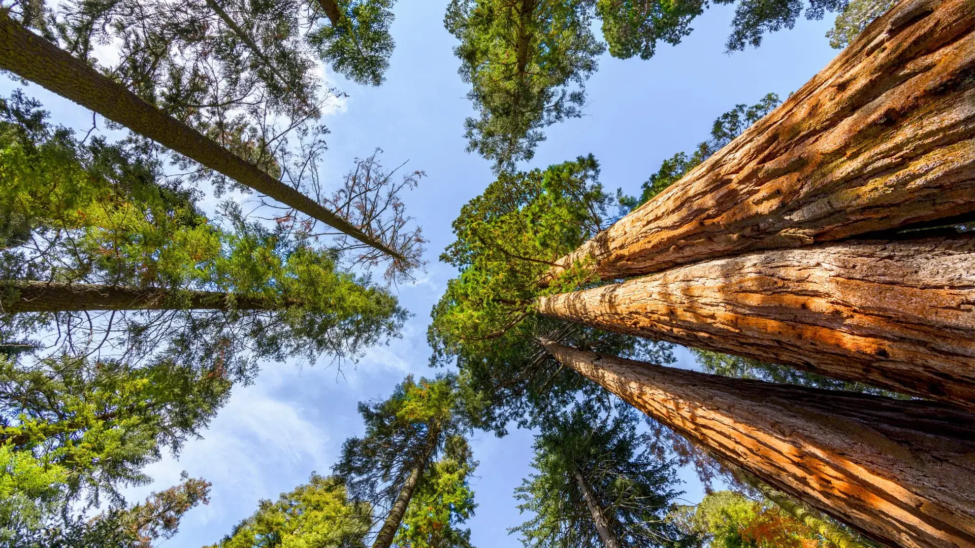 Investissement forestier