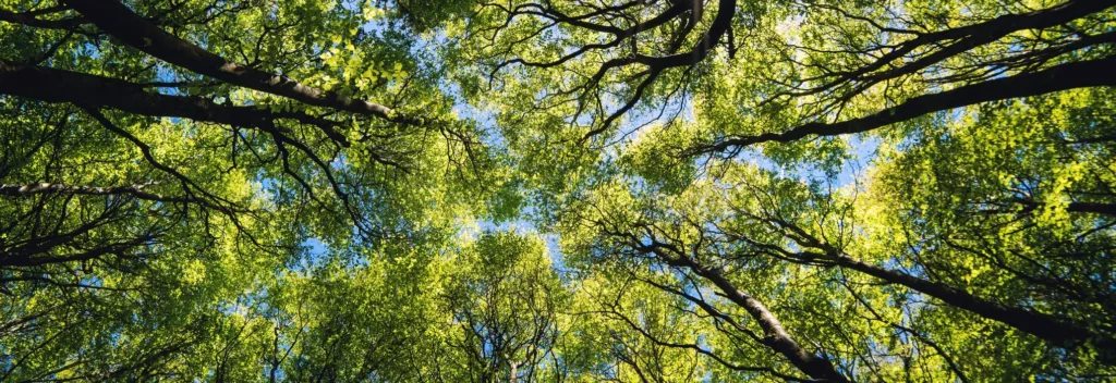GFF : Fonctionnement, avantages et stratégies en 2025.