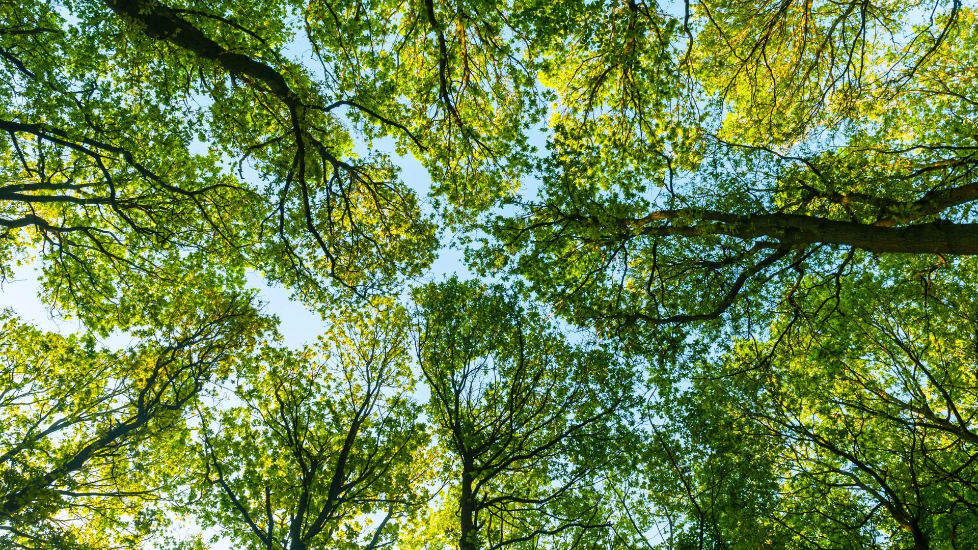 Lire la suite à propos de l’article Investissement durable : stratégies, concept en 2025.