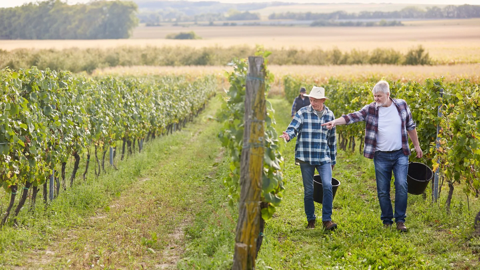 Lire la suite à propos de l’article Investissement vignoble : modalités et régions en 2025.